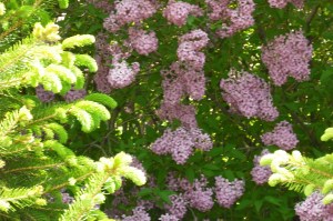 A closeup of the lilacs